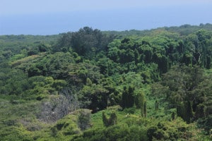 hutan perawan pulau biawak, jakarta traveller, JAKARTA TRAVELLER , INDONESIA TRAVEL GUIDE